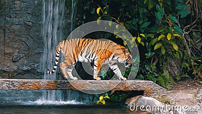 Tigern går på vagga nära vattenfallet thailand lager videofilmer Tigern går på vagga nära vattenfallet thailand lager videofilmer