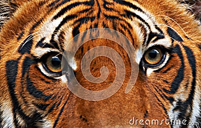 Tigers Eyes Royalty Free Stock Photos Image  6671708