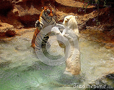 Tigers games Stock Photo