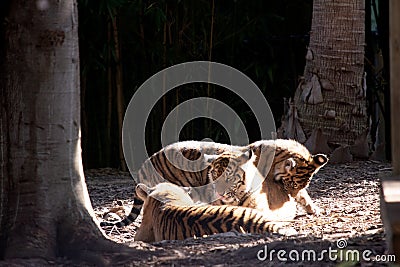 the three tiger cubs are playing Stock Photo