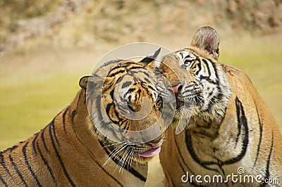 Tigers rub cheeks. Stock Photo