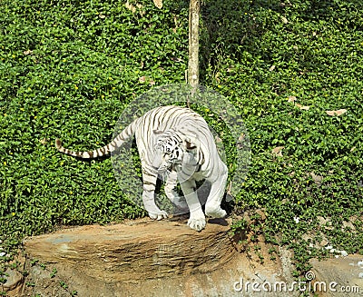 Tigers in zoos and nature Stock Photo