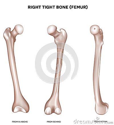 Tight bone- Femur Vector Illustration