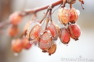 a tight group of frostbitten currants on a cold day Stock Photo