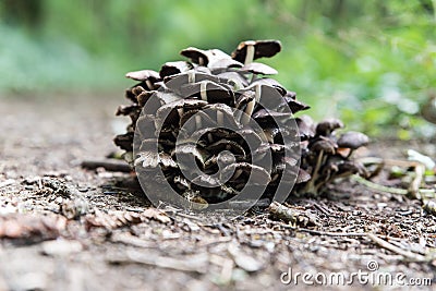 Tight group of mushrooms on ground Stock Photo