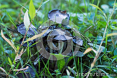 Tight group of mushrooms on ground Stock Photo