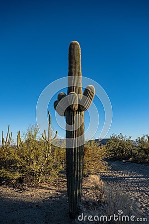 Tight Grouping Of Young Arms On Saguaro Cactus Stock Photo