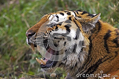TIGRE DE SIBERIE panthera tigris altaica Stock Photo