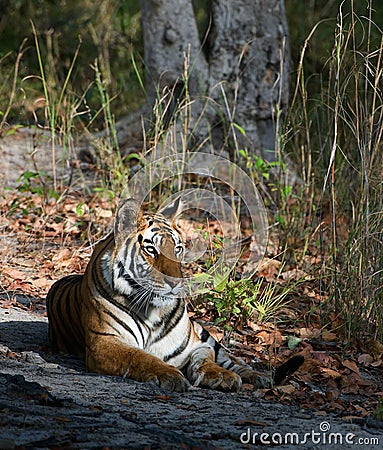 Tigress. Stock Photo