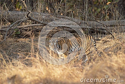 Tigress Approching waterhole in Pench national Park,Madhya Pradesh Stock Photo