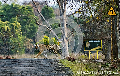 Tigress Crossing near sign board, Tadoba, Maharashtra, India Stock Photo