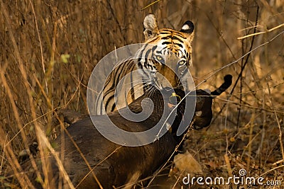 Tigress dragging the cattle kill in the bushes Stock Photo