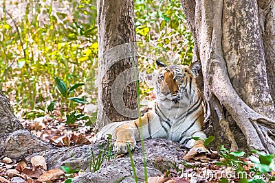 Tigress portrait Stock Photo