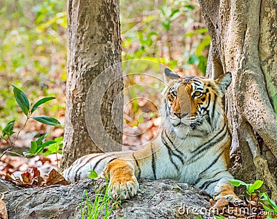 Tigress Stock Photo