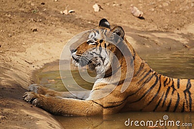 Tigress sitting in water cooling off Stock Photo