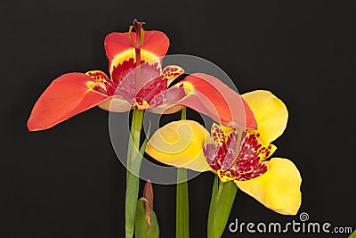 Tigridia flowers Stock Photo