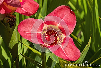 Tigridia pavonia `Aurea` Stock Photo