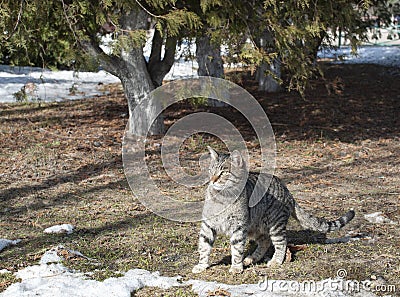 This tigrine gray cat is playing under the trees Stock Photo