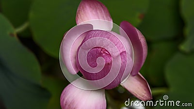 Tijdtijdspanne het openen van een roze lotusbloembloem, van knop voor volledig open stock videobeelden Tijdtijdspanne het openen van een roze lotusbloembloem, van knop voor volledig open stock videobeelden