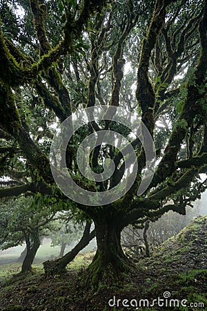 Til ancient tree on the Fanal Portuguese National Park in Madeira, Portugal Stock Photo