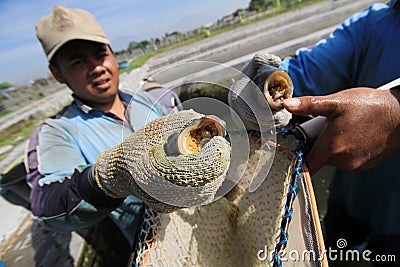 Tilapia breeders Editorial Stock Photo