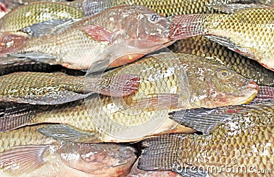 Tilapia Fish Stock Photo