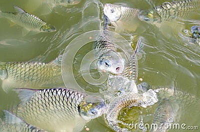 Tilapia fish eating food. Stock Photo