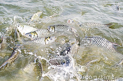 Tilapia fish eating food. Stock Photo