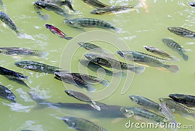 Tilapia Fish in farm Stock Photo