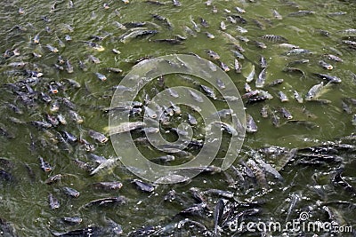 Tilapia Fish in farm Stock Photo