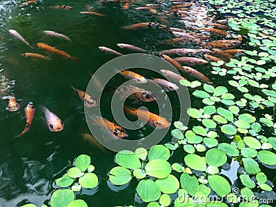 Tilapia fish are reared in fish ponds with water clover plants Stock Photo