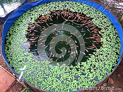 Tilapia fish are reared in fish ponds with water clover plants Stock Photo