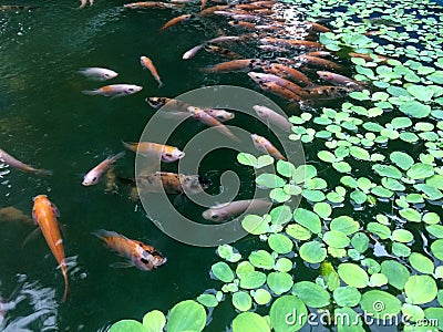 Tilapia fish are reared in fish ponds with water clover plants Stock Photo