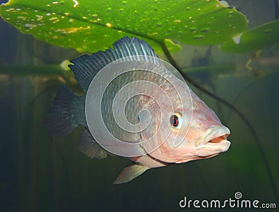 The Tilapia fish. Stock Photo