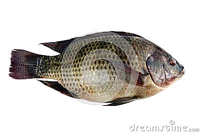 Tilapia, fresh nile tilapia fish isolated on white background Stock Photo