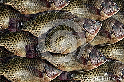 Tilapia, fresh nile tilapia fish many for background Stock Photo