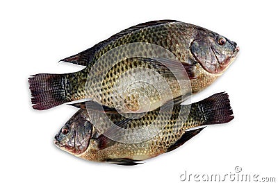 Tilapia, fresh nile tilapia fish on white background Stock Photo