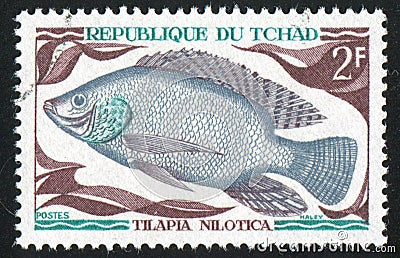 Tilapia Nilotica Editorial Stock Photo
