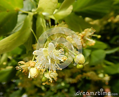 Tilia cordata, small-leaved linde bloom close-up Stock Photo