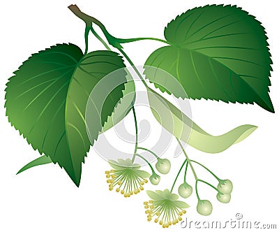 Tilia leaves and flowers Vector Illustration