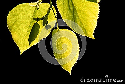 Tilia linden tree leaves isolated Stock Photo