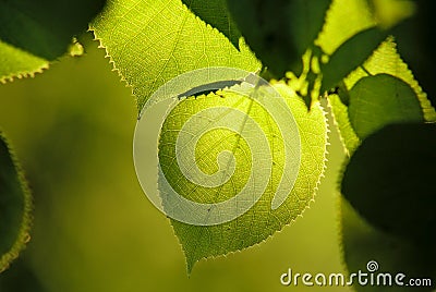 Tilia linden tree leaves natural Stock Photo