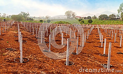 Tillage for dragon fruits at plantation Stock Photo