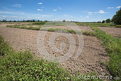 Tillage rice field at lamphun thailand with blue sky background in the afternoon sun light Stock Photo