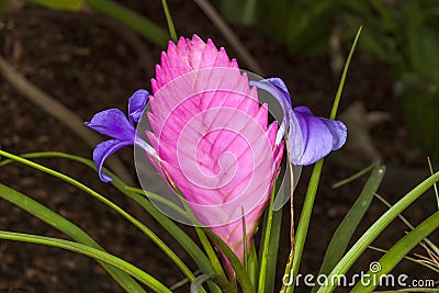 Tillandsia cyanea pink quill plant Stock Photo