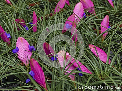 Tillandsia, evergreen, perennial flowering plant in the family Bromeliaceae. Close up Stock Photo