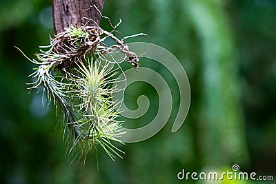 Tillandsia funckiana or air plant Stock Photo