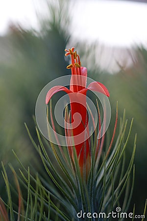 Tillandsia funckiana macro. Stock Photo