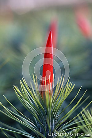 Tillandsia funckiana macro. Stock Photo