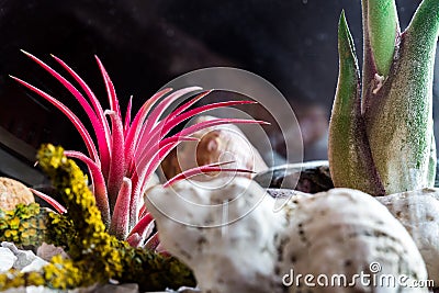 Tillandsia ionantha red plant Stock Photo